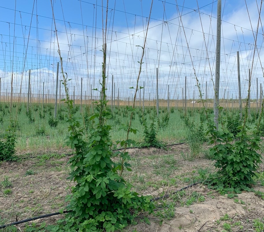 Hops